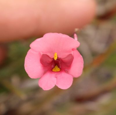 Diascia capsularis, photographed by Robert Taylor