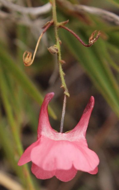 Diascia capsularis, photographed by Robert Taylor