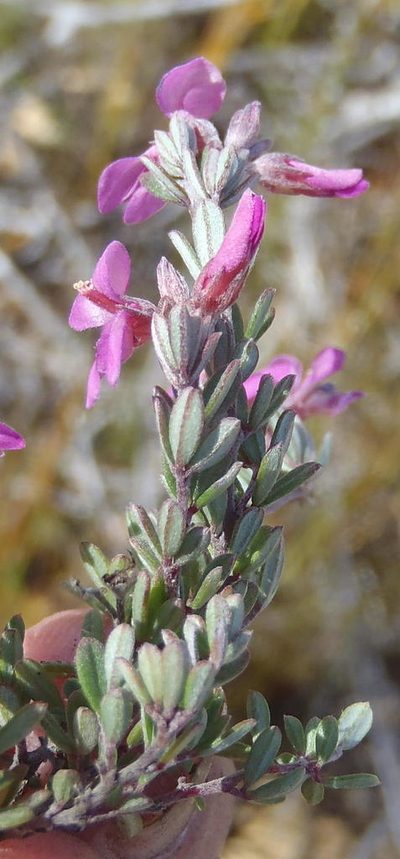 Indigofera swartbergensis, photographed by Nicola van Berkel