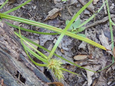 Carex lupulina, photographed by Tom Lazar