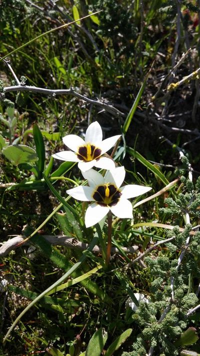 Romulea barkerae, photographed by Jacques van der Merwe