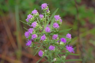 Liatris aspera, photographed by Michelle W. （鍾偉瑋）