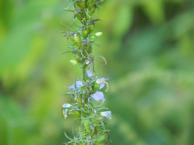 Campanula americana, photographed by Tom Lazar