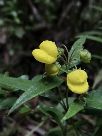 Calceolaria microbefaria, photographed by Nicolás Baresch Uribe