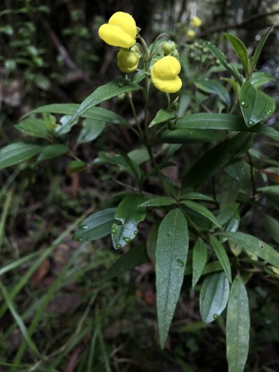 Calceolaria microbefaria, photographed by Nicolás Baresch Uribe