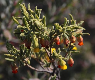 Hermannia odorata, photographed by Tony Rebelo