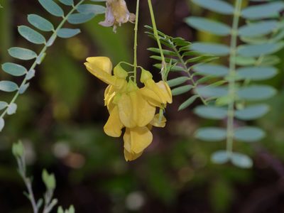 Sesbania drummondii, photographed by Michelle W. （鍾偉瑋）