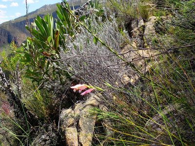 Gladiolus nigromontanus, photographed by Di Turner