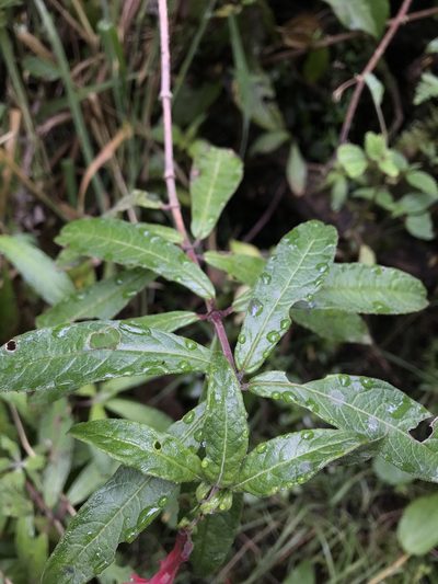 Fuchsia hirtella, photographed by Nicolás Baresch Uribe