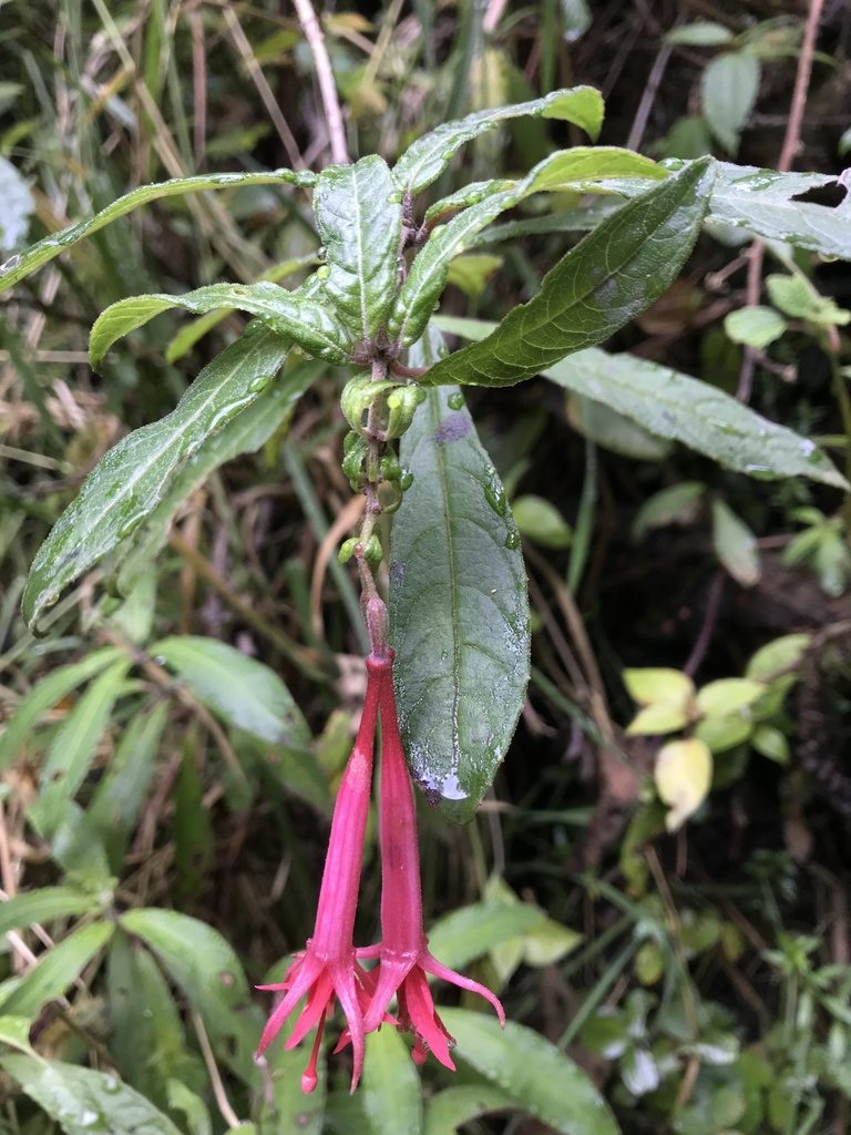 Fuchsia hirtella, photographed by Nicolás Baresch Uribe