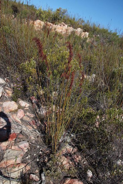 Rhodocoma fruticosa, photographed by Tony Rebelo