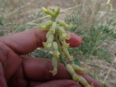 Astragalus collinus, photographed by Ellyne Geurts