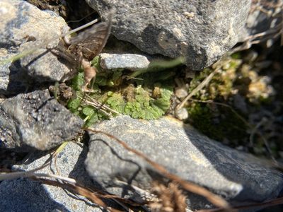 Riccia cavernosa, photographed by Bonnie Semmling