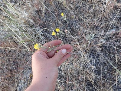 Physaria douglasii, photographed by Ellyne Geurts