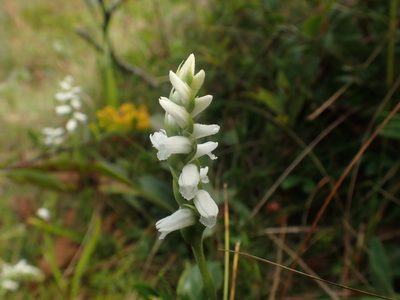 Spiranthes cernua, photographed by Ian Manning