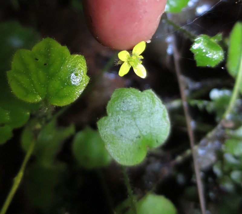 Ranunculus membranifolius, photographed by Alice Shanks