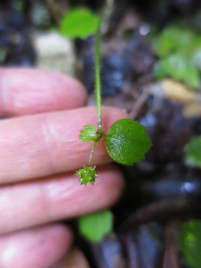 Ranunculus membranifolius, photographed by Alice Shanks