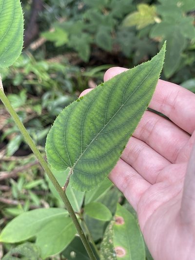 Actinidia latifolia, photographed by Yj