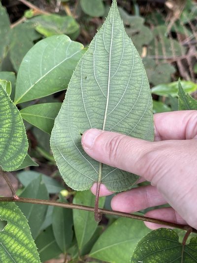 Actinidia latifolia, photographed by Yj