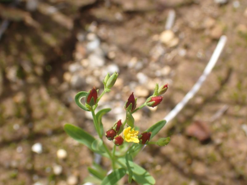 Hypericum canadense, photographed by Ian Manning