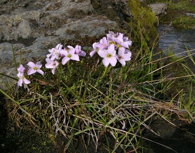 Cardamine polemonioides, photographed by Tuoichen