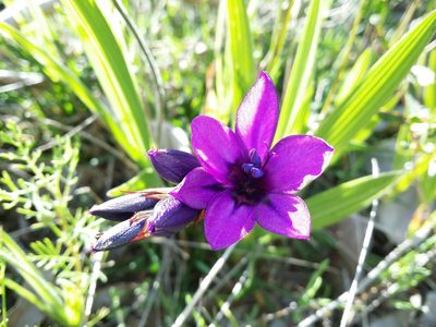 Babiana angustifolia, photographed by Helium Luo