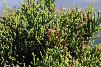 Brunia microphylla, photographed by Tony Rebelo