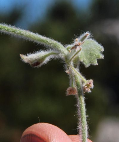 Centella flexuosa, photographed by Tony Rebelo