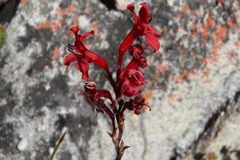 Tritoniopsis pulchra, photographed by Tony Rebelo