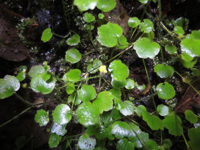 Ranunculus membranifolius, photographed by Alice Shanks