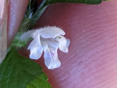 Galeopsis tetrahit, photographed by Piermario Maculan
