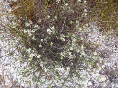 Metalasia quinqueflora, photographed by Nicola van Berkel