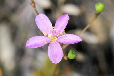 Phemeranthus teretifolius, photographed by Tom Field