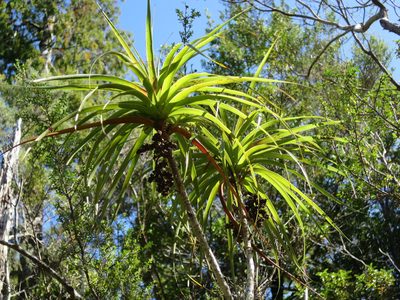 Dracophyllum townsonii, photographed by Alice Shanks