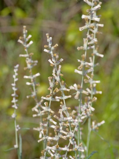 Pterocaulon virgatum, photographed by Michelle W. （鍾偉瑋）
