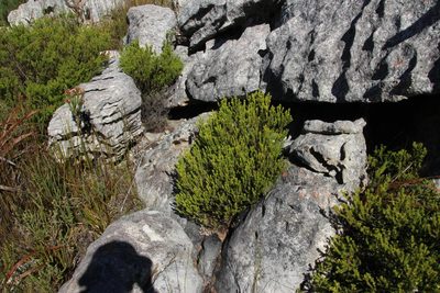 Phylica minutiflora, photographed by Tony Rebelo