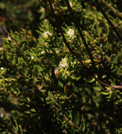 Phylica minutiflora, photographed by Tony Rebelo