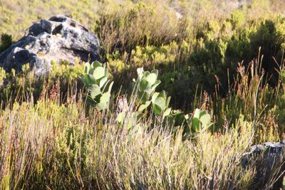 Protea stokoei, photographed by Tony Rebelo