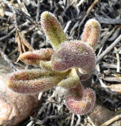 Tylecodon leucothrix, photographed by Di Turner