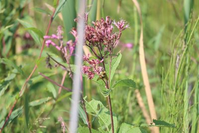 Eutrochium maculatum, photographed by Mary Krieger