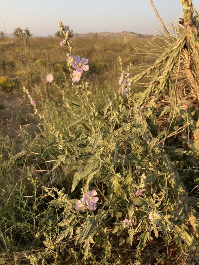 Sphaeralcea polychroma, photographed by Cecelia Alexander