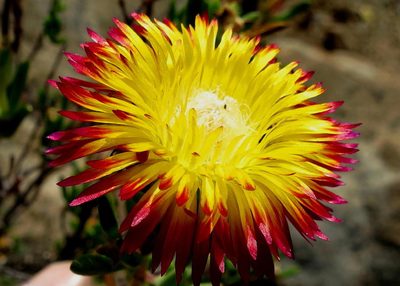 Drosanthemum bicolor, photographed by Di Turner