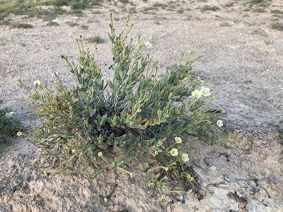 Acleisanthes lanceolata, photographed by Cecelia Alexander