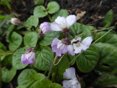 Diclis rotundifolia, photographed by Hlengiwe Mtshali