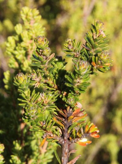 Linconia cuspidata, photographed by Tony Rebelo