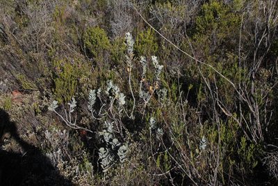 Stirtonanthus insignis, photographed by Tony Rebelo