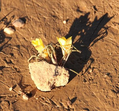 Romulea tortuosa, photographed by Tony Rebelo