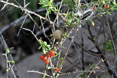 Lycium infaustum, photographed by Hugo Hulsberg