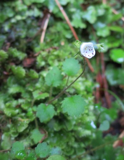 Jovellana repens, photographed by Alice Shanks