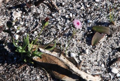 Othonna digitata, photographed by Tony Rebelo